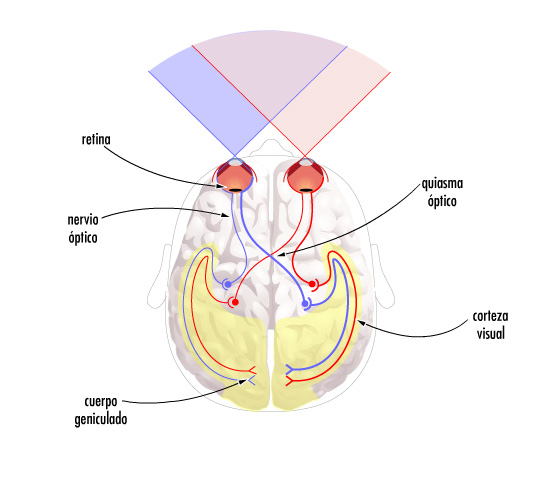 VISION BINOCULAR vision binocular: